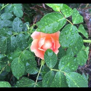 Meet your Posher, Kim